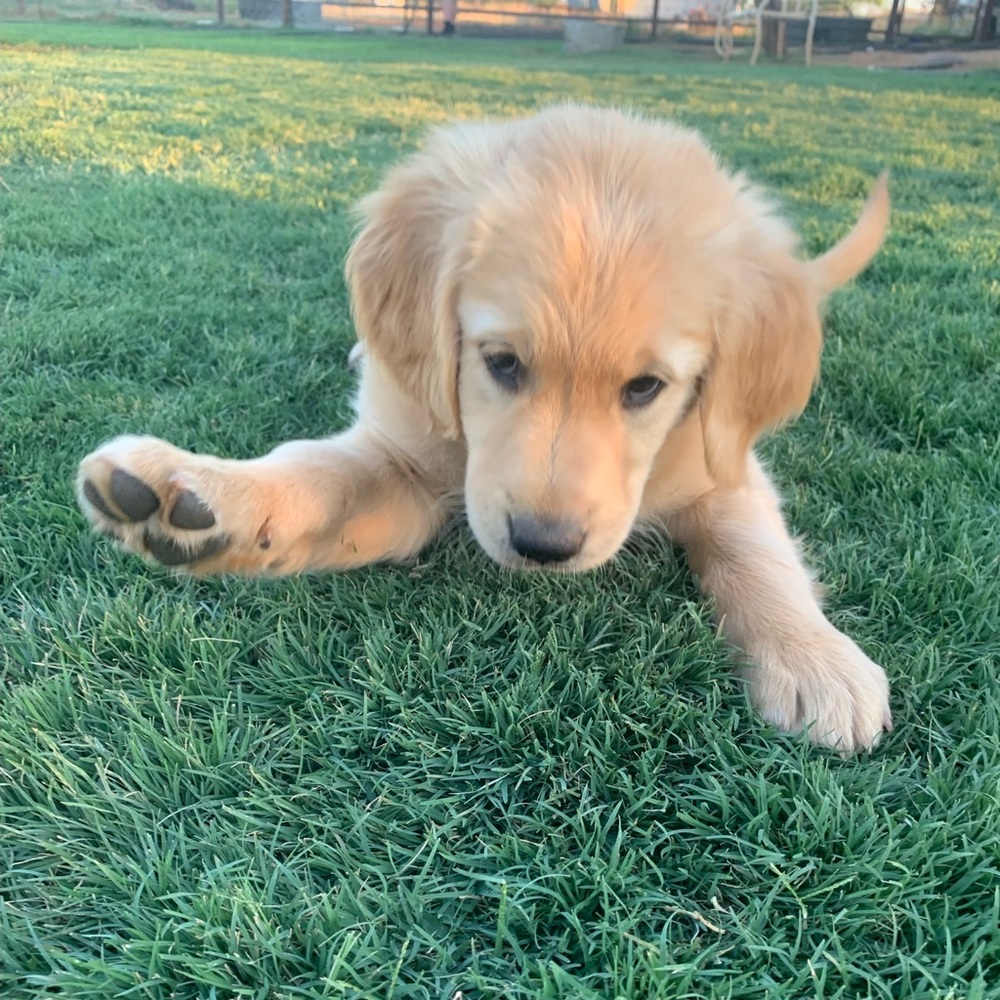 Meet your Posher, Brie